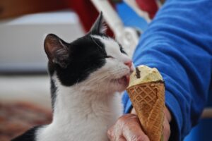 6 simpaticissime foto di gatti che assaggiano cibi “nuovi”