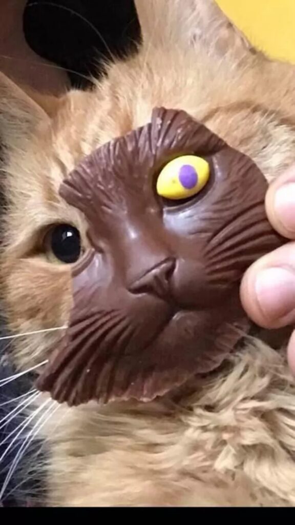 felino faccia cioccolato