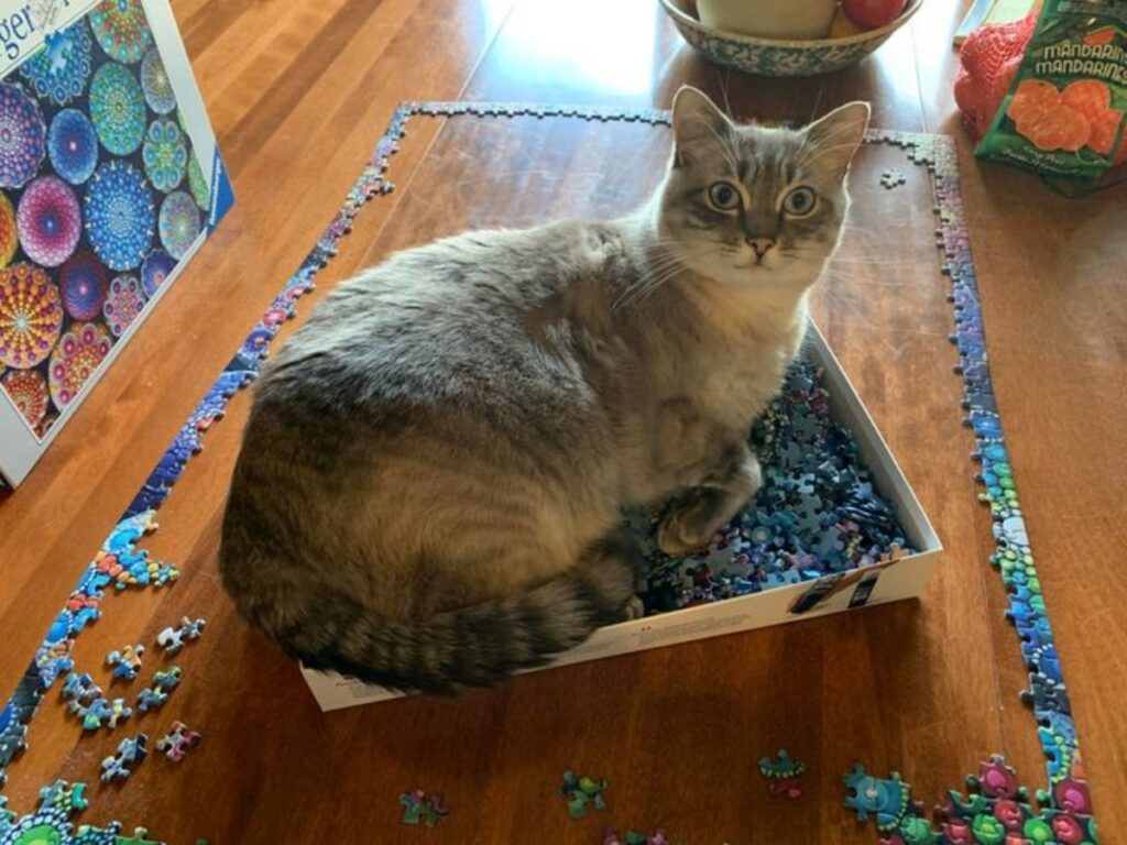 gatto puzzle scatola