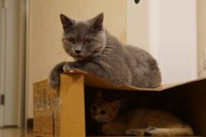 6 foto di gatti che hanno preso il controllo di casa