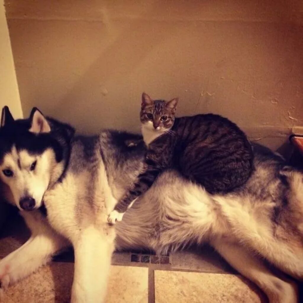 gatto e husky