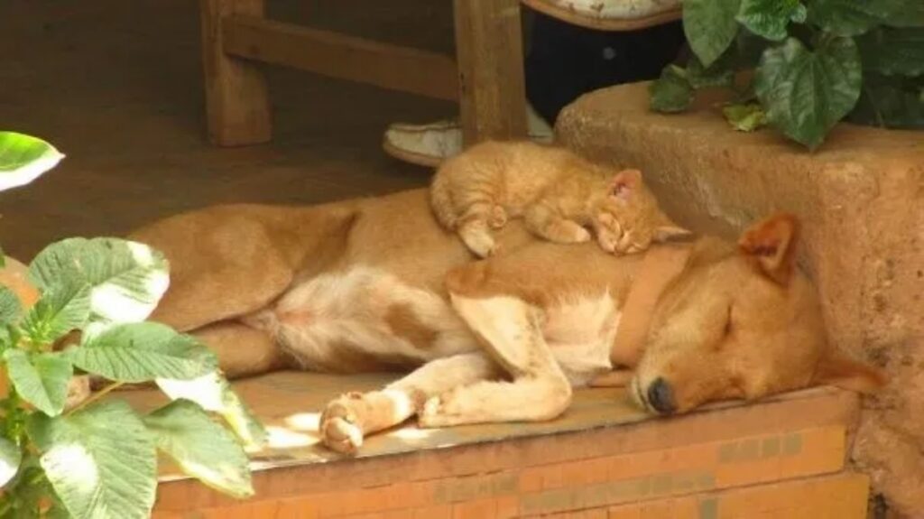 gatto arancione cane