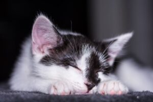 6 foto di gatti che hanno trasformato i loro amici in comodi lettini