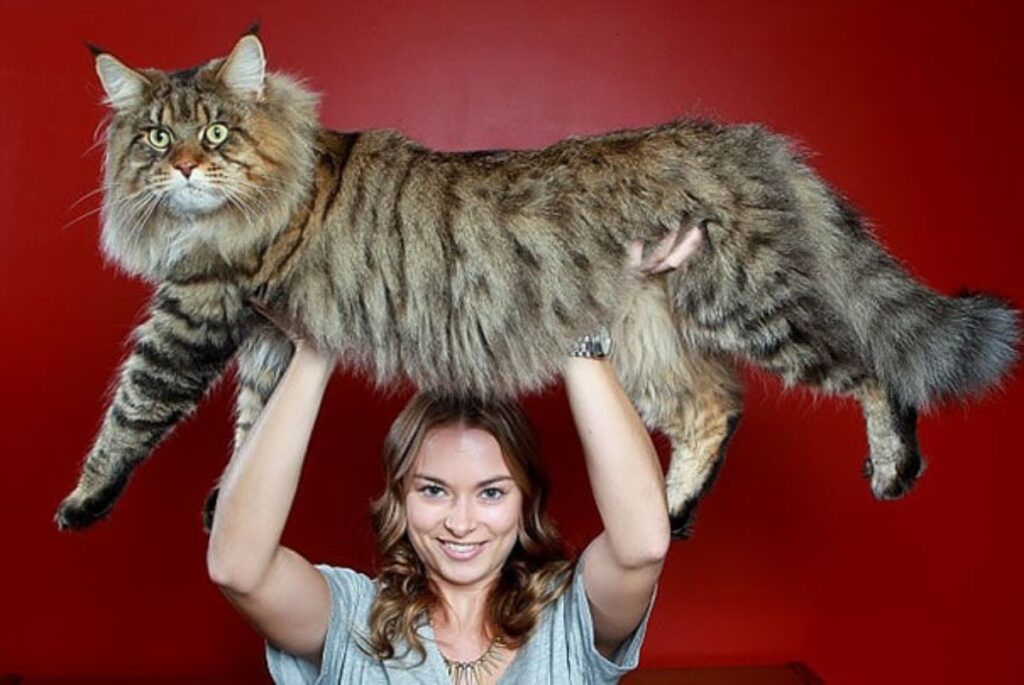 felino gigante mamma