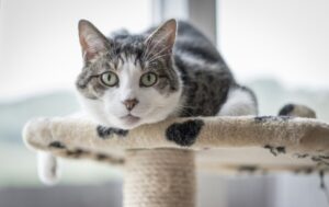 6 foto di gatti che non ne vogliono sapere di rispettare le regole