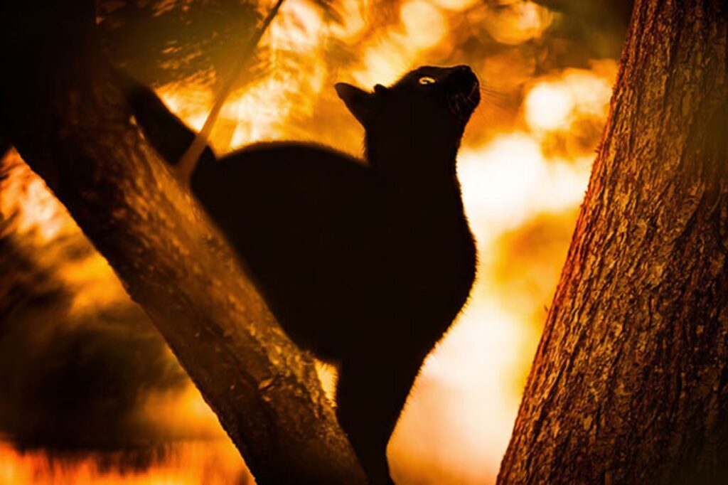 felino nero albero