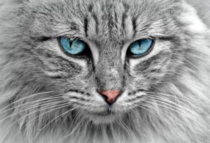 6 foto di gatti che racchiudono in sé tutta la bellezza felina