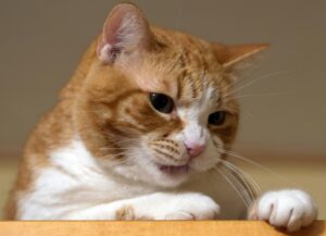 6 foto di gatti che ti stupiranno con la loro determinazione