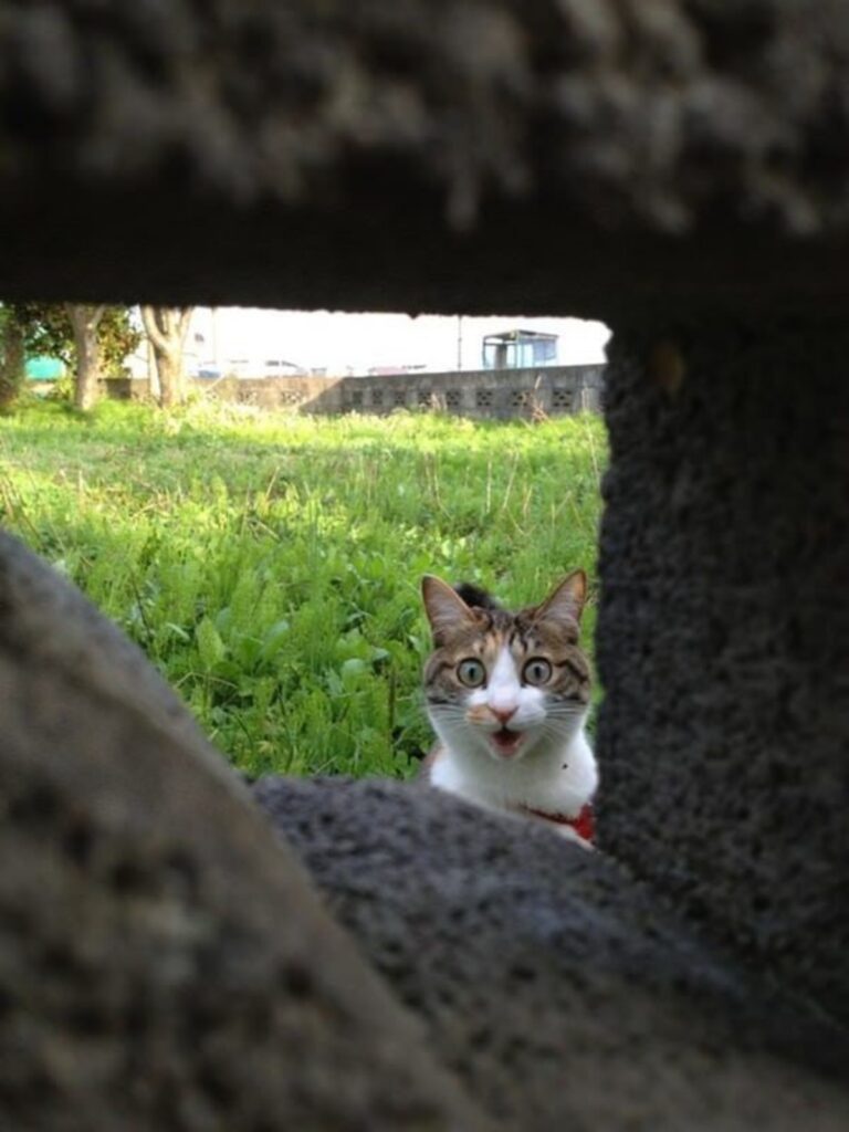 gatto sorriso tenero