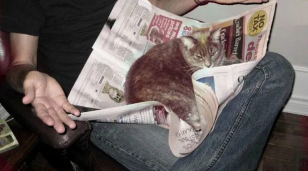 gatto giornale quotidiano