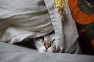 6 foto di gatti nascosti impossibili da trovare