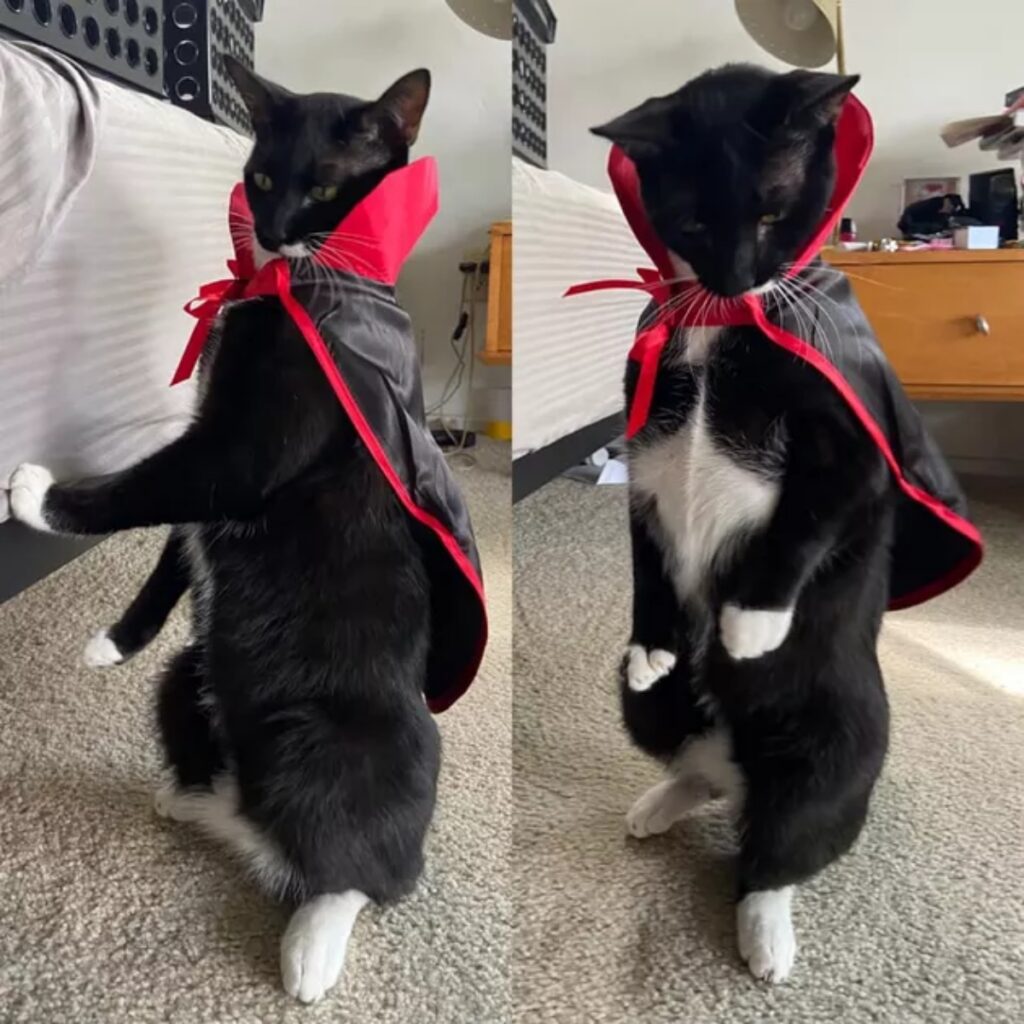 gatto costume vampiro