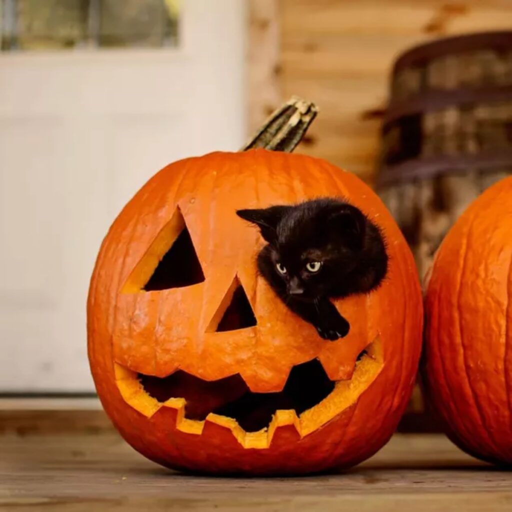 gatto zucca scava