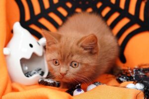 6 foto di gatti pronti a “spaventarti” per Halloween