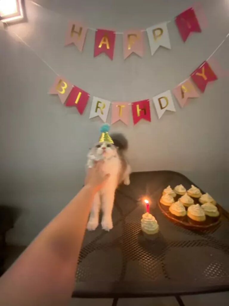 festa compleanno gatto