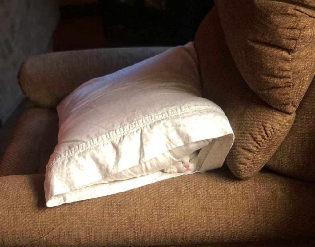 gatto dorme nel cuscino