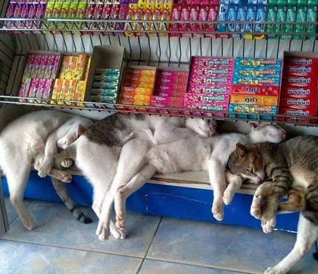 gatti riposano scaffale supermercato