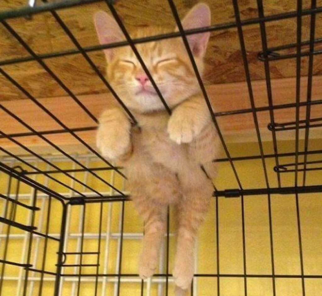 gatto sopra trasportino