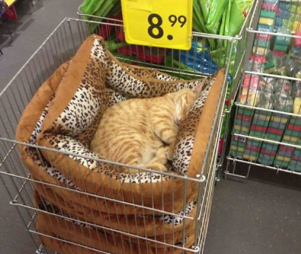 gattino rosso su cucce in vendita