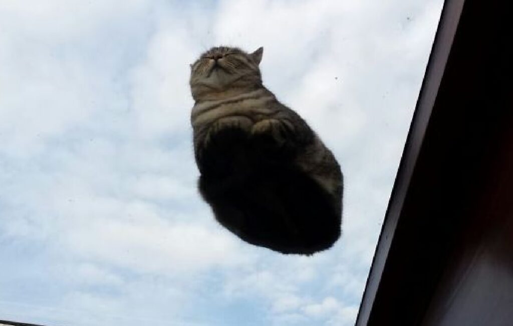 gatto sembra volare 
