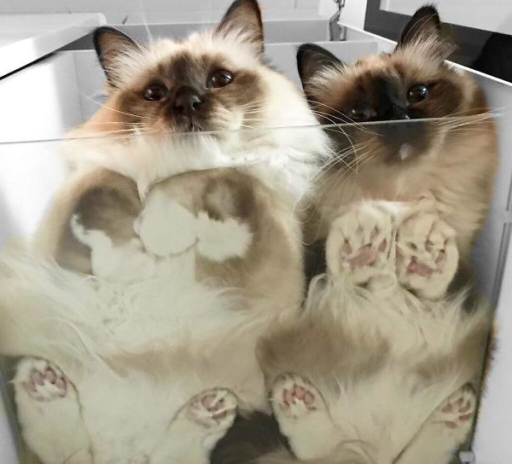 coppia di gatti dentro scomparto