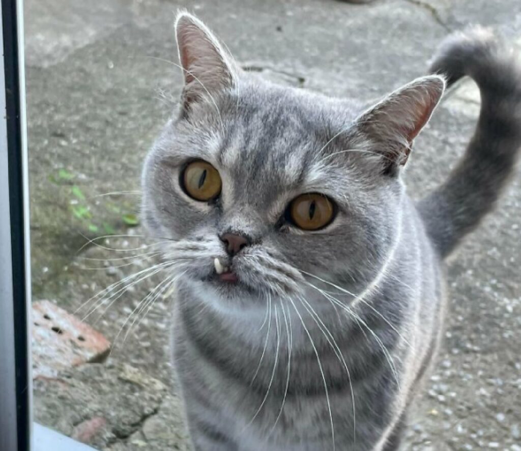 gatto unico dente spunta fuori