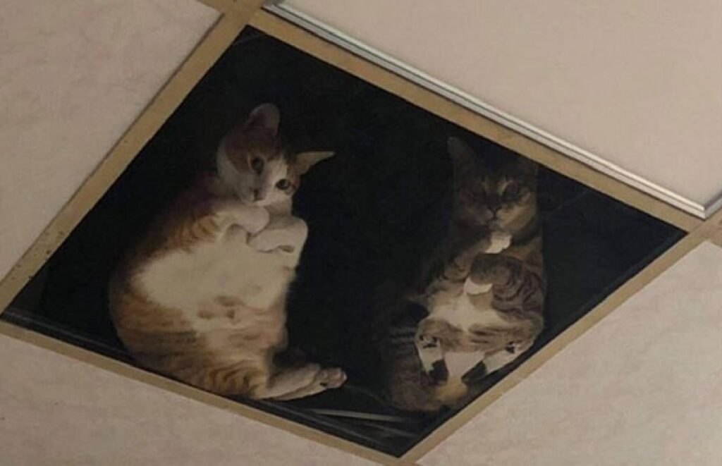 gatti nascosti sopra soffitto