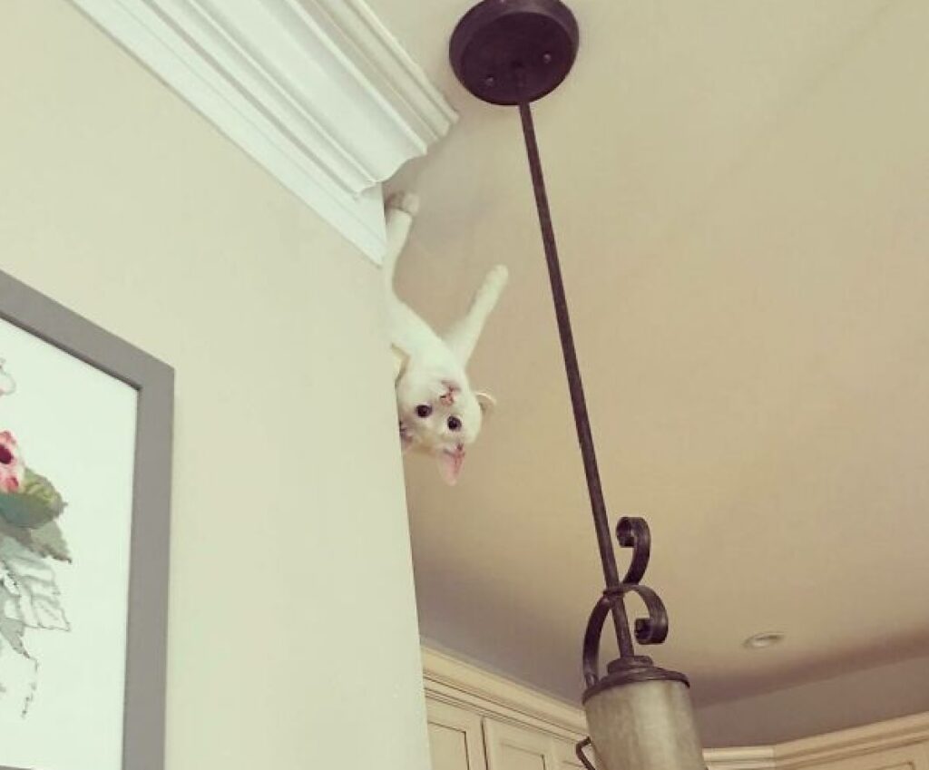 gatto bianco cammina sul soffitto