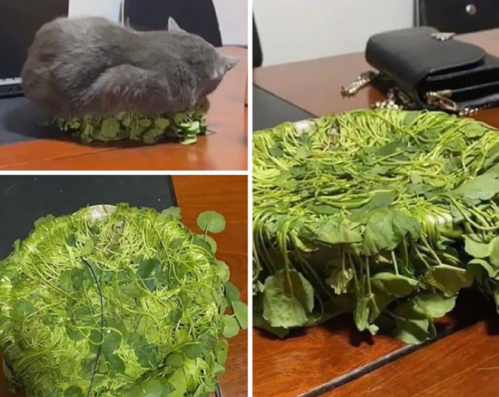 gatto riposa su piante