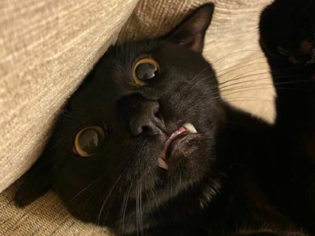 gatto nero denti lunghi