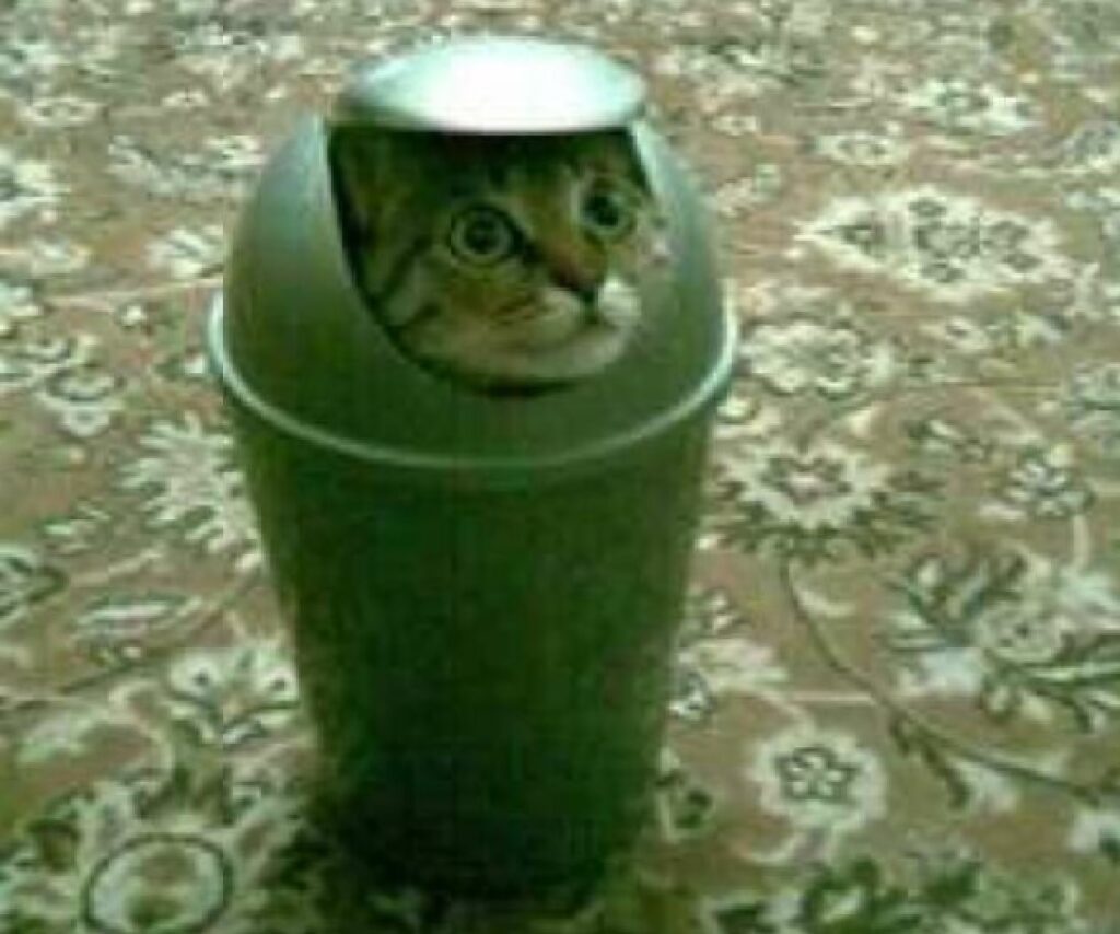 gatto dentro secchio 