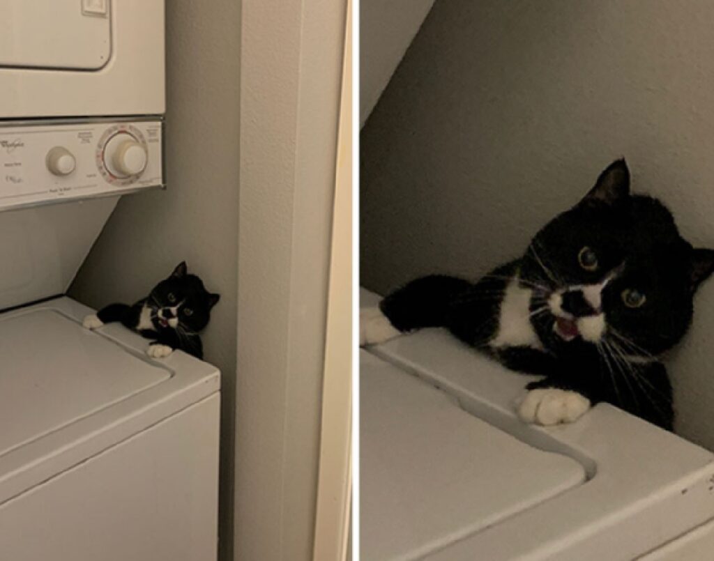 gattino su lavatrice si tiene
