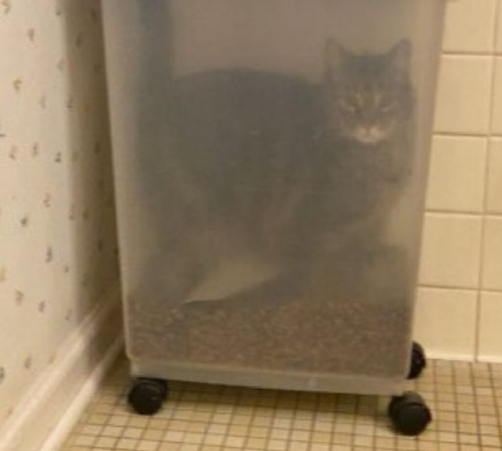 gatto riposa dentro contenitore