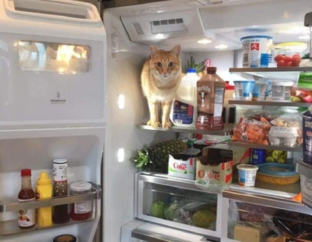gatto frigo sorpresa