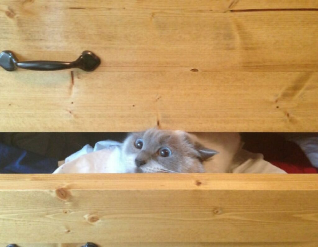 gatto cassetto dell'armadio