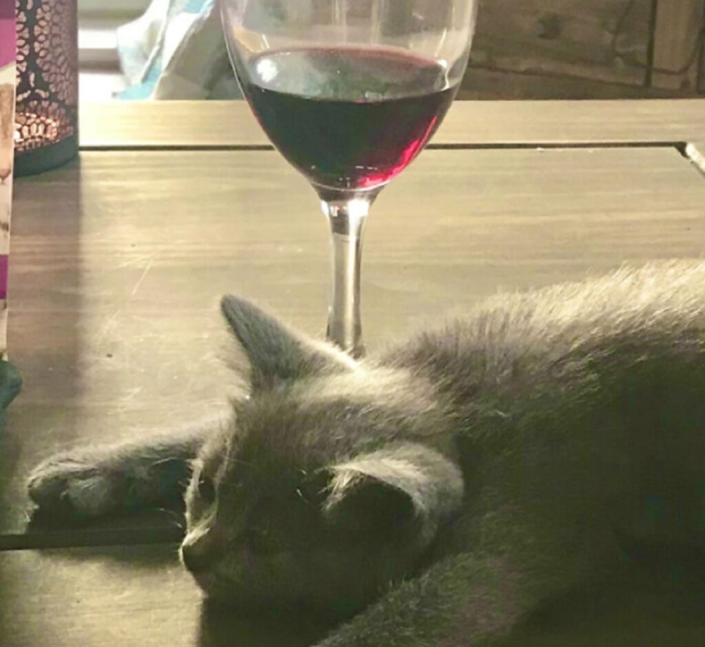 gatto con bicchiere di vino