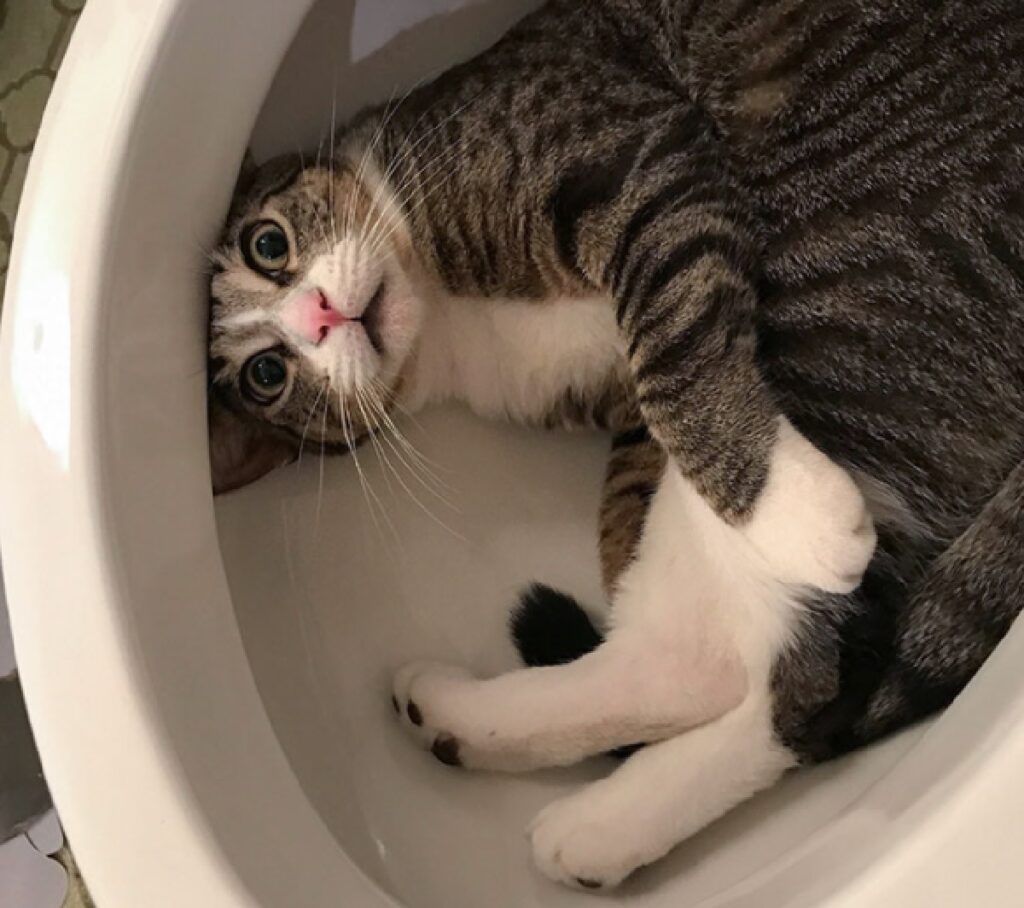 gatto finito dentro water