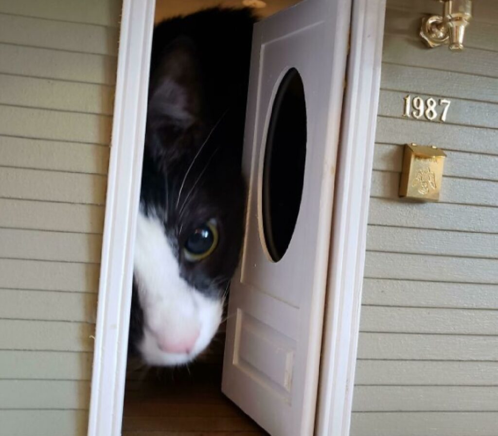 gatto bianco e nero porta piccola