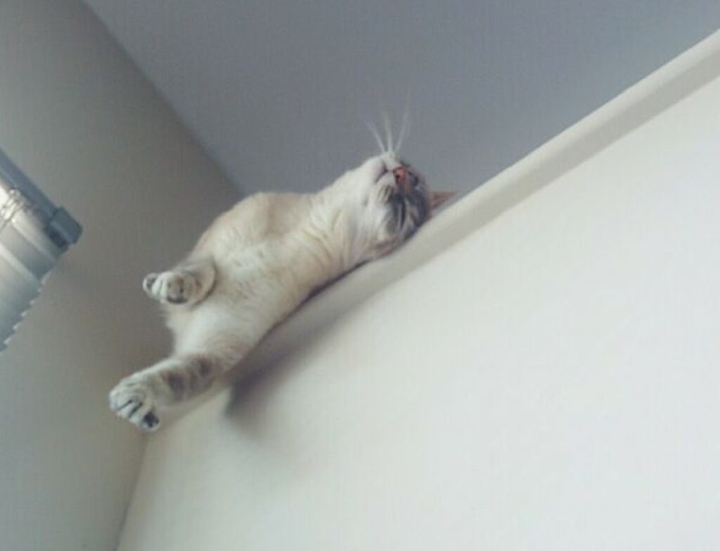 gatto sopra posizione elevata