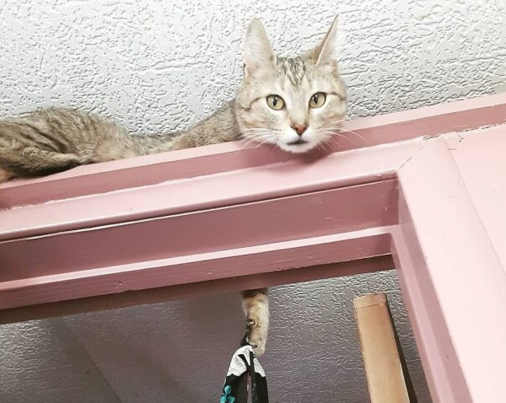 gatto sopra stipite porta