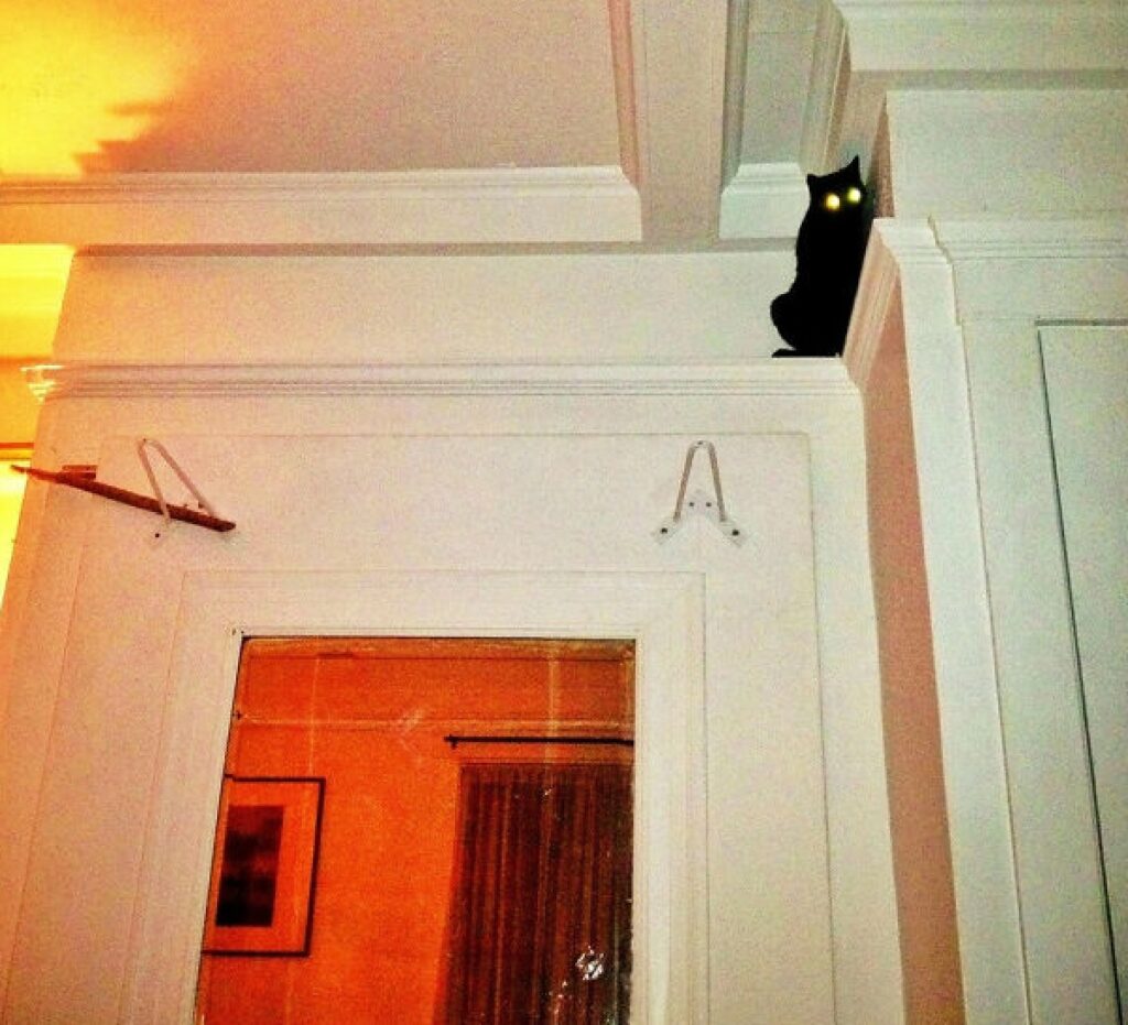 gatto nero occhi luminescenti