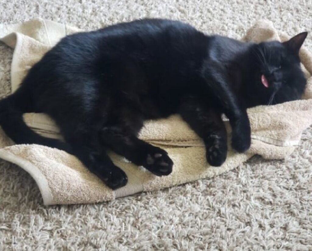 gatto nero dorme su panno