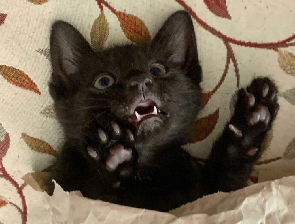 gattino nero sommerso coperte