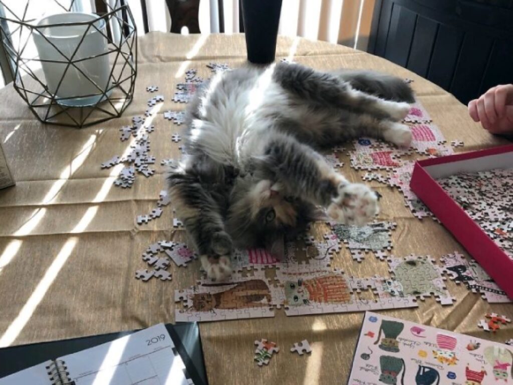 gatto sdraiato su puzzle