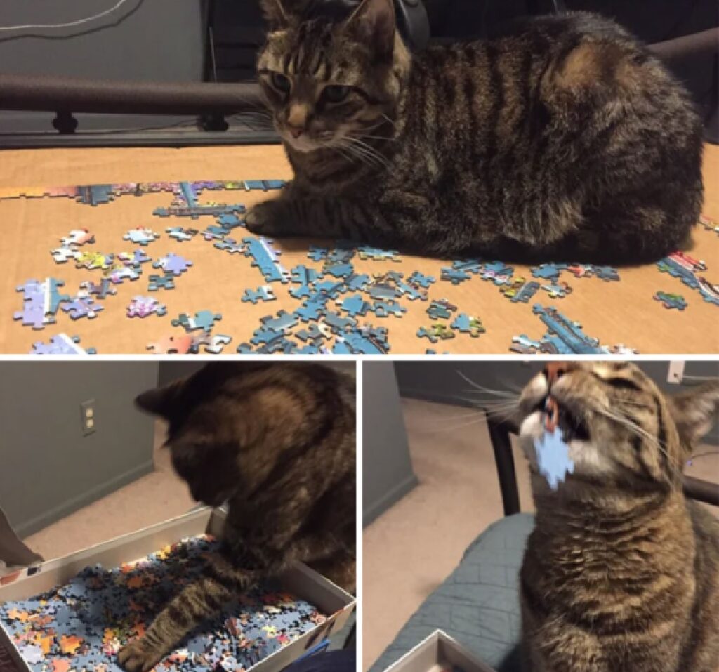 gatto mangia pezzo di puzzle