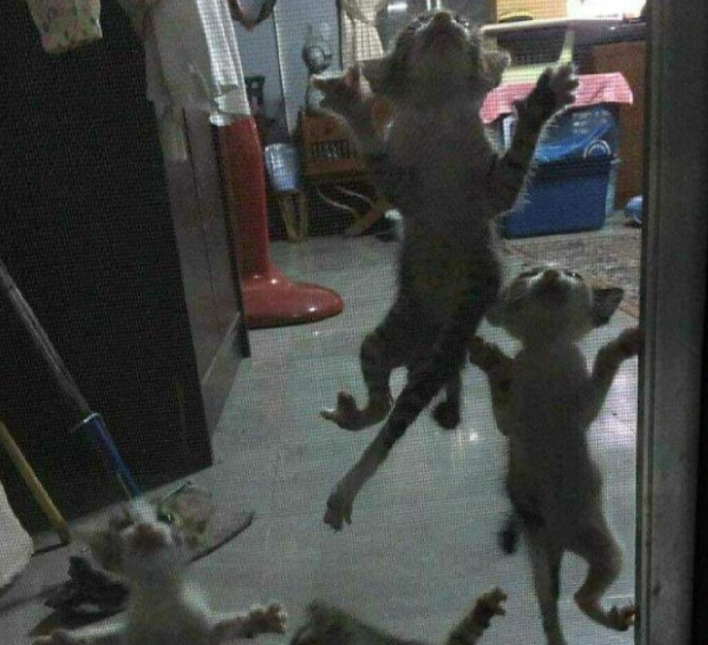 gattini si arrampicano porta