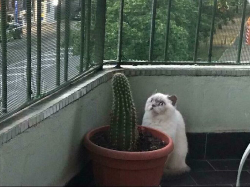 gatto osserva un cactus