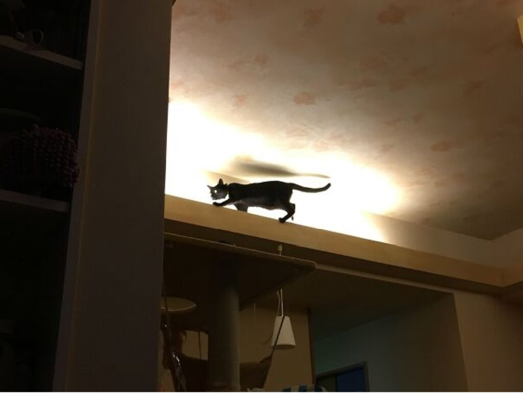 gatto illuminato da luce forte