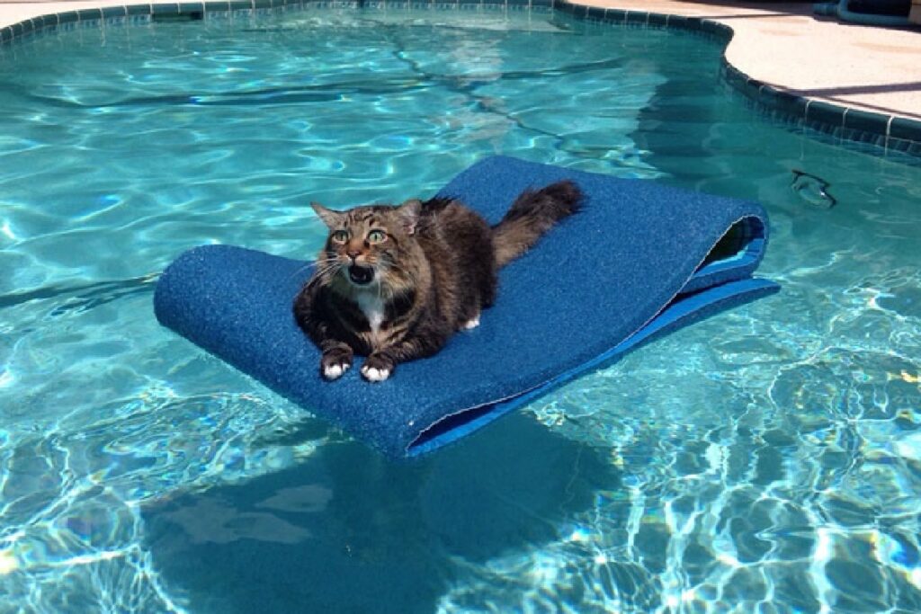 gatto piscina tappetino blu