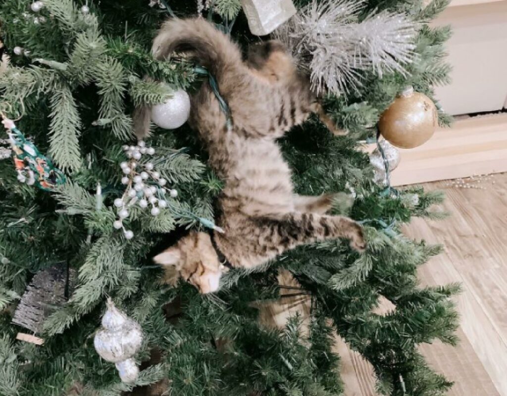 gatto rimasto bloccato albero di natale